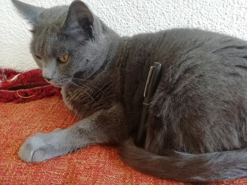 IMG_20210921_135921.jpg (4.1 MiB) Visto 2173 volte Cerchius