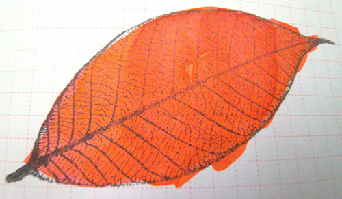 foglia03.jpg