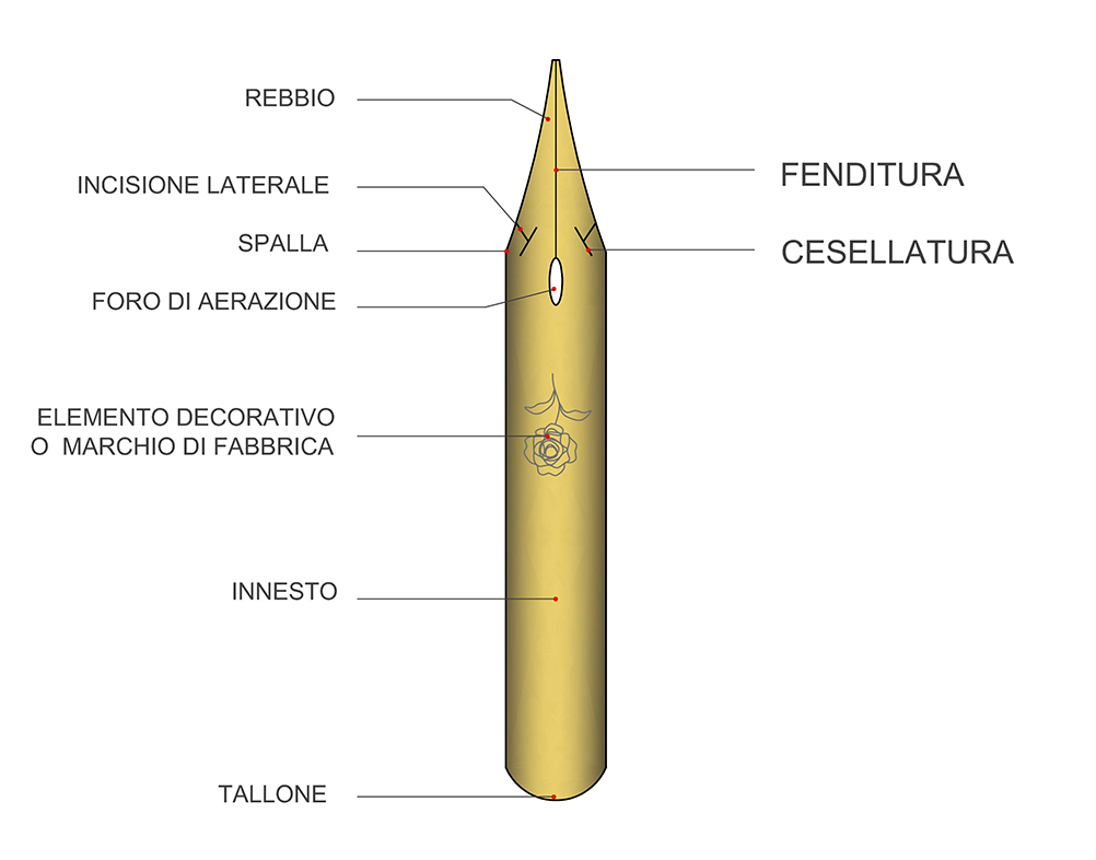 anatomia dei pennini da intinzione Model (2).jpg