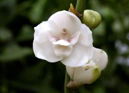 Peristeria_elata.jpg