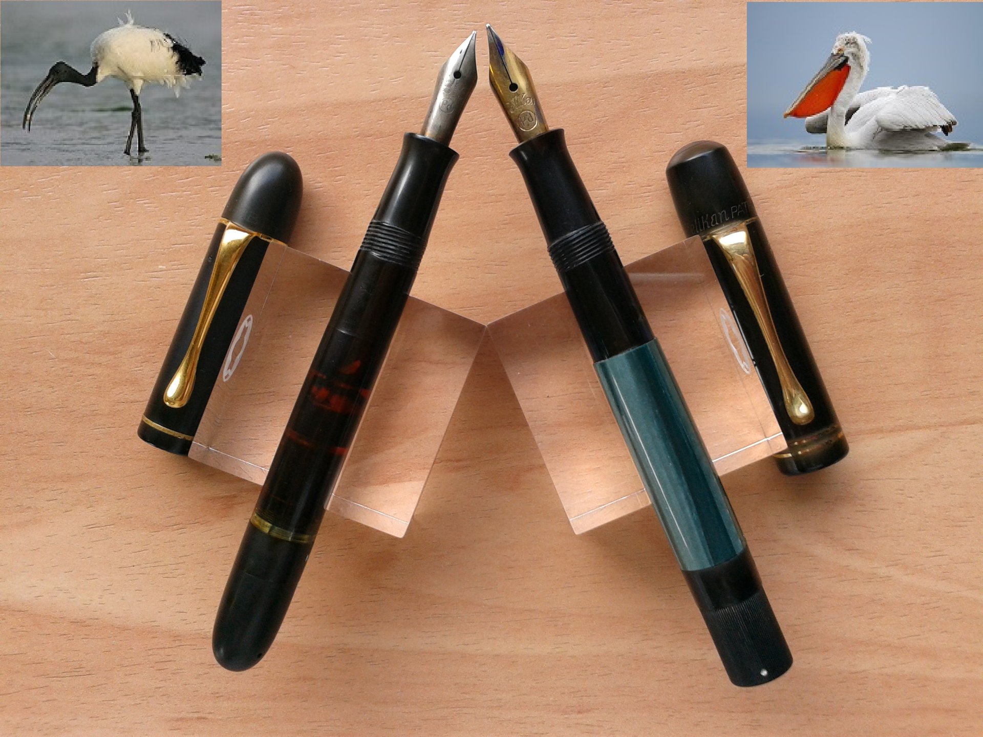 116. IBIS and PELIKAN 100.jpg