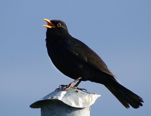 1. Turdus Merula.jpg