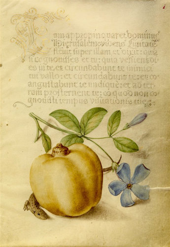 mira-calligraphiae-monumenta2.jpg