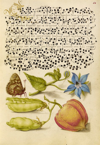 mira-calligraphiae-monumenta3.jpg