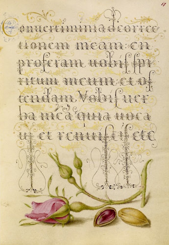mira-calligraphiae-monumenta.jpg