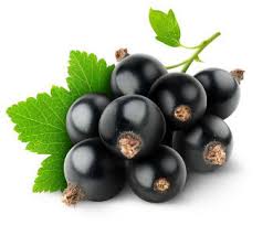 ribes nero.jpg