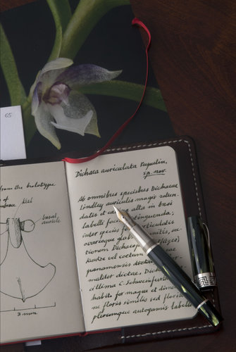 Montegrappa Extra 1930 and new orchid (2).jpg