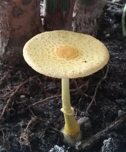 mushroom_april17.jpg