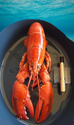 8. N500. lobster 1.jpg