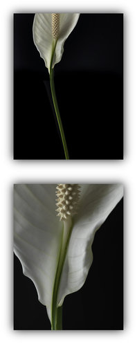 Spathiphyllum wallisii.jpg