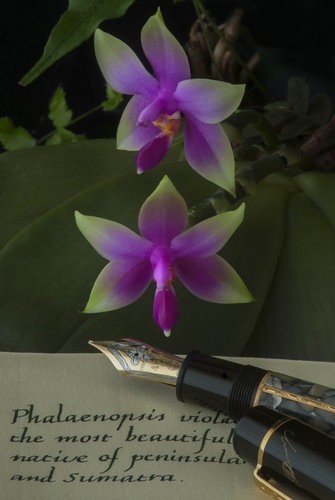 Phalaenopsis violacea and Montblanc Dumas.jpg