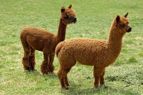 alpaca.jpg