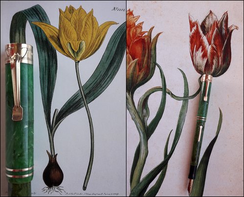 1. WETC. tulip clip and tulips.jpg