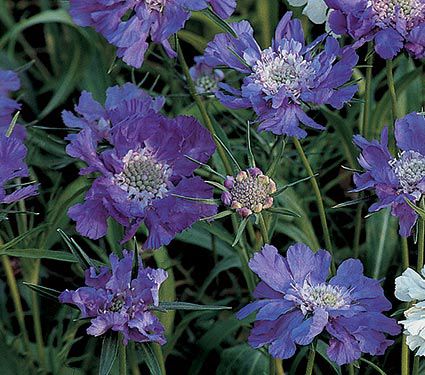 Scabiosa caucasica.Jpg