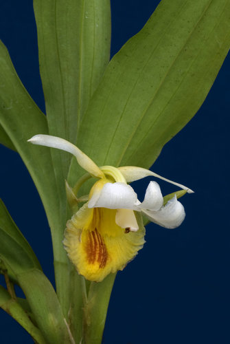 Benzingia elvirae sp. nov.jpg