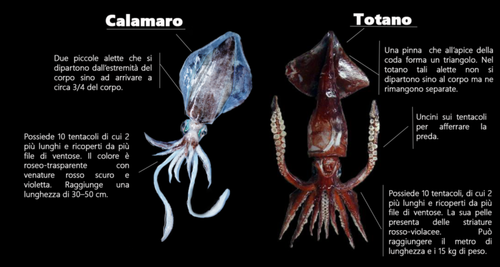 differenza-calamaro-totano-totano-calamaro-loligo-vulgaris-todaro-calamari.png