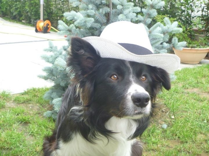 Charlie il cowboy