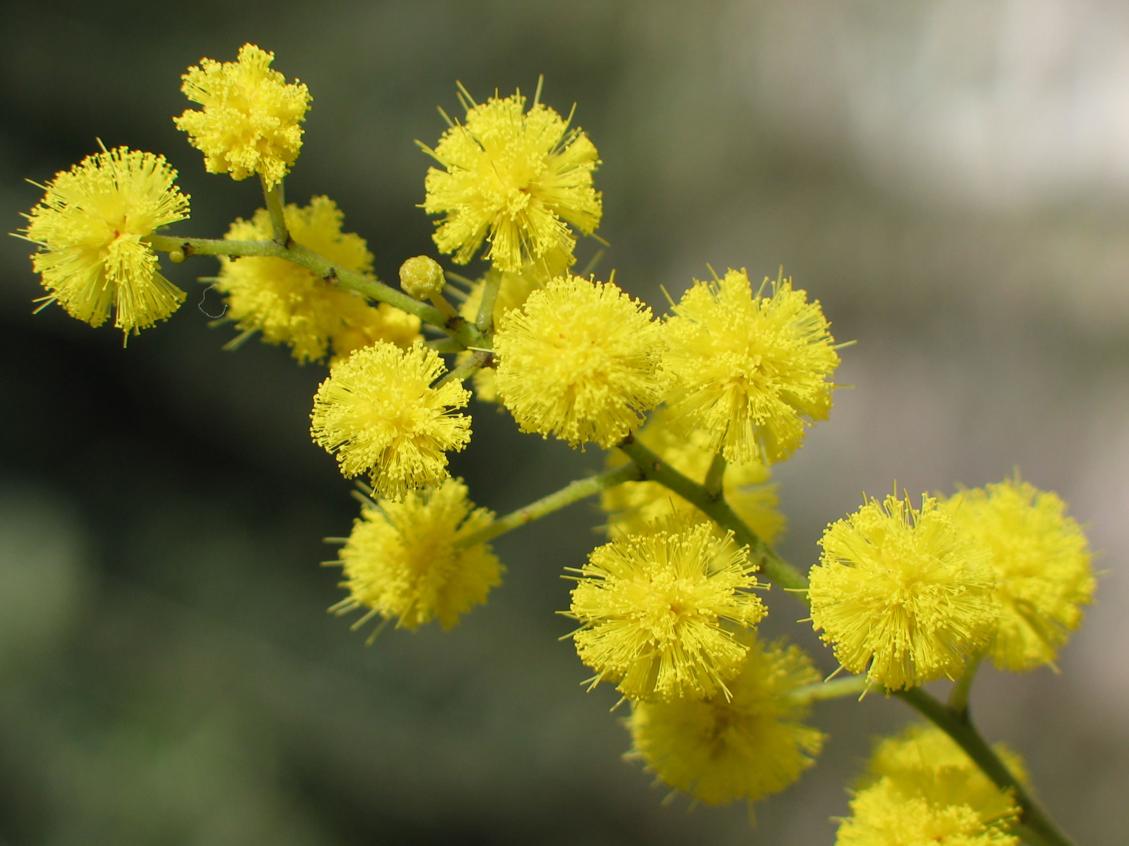 MIMOSA-OK.jpg
