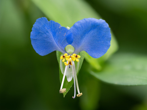Tagblume_Commelina_communis_stack25_2019-08-05-RM-8050218-PSD.jpg