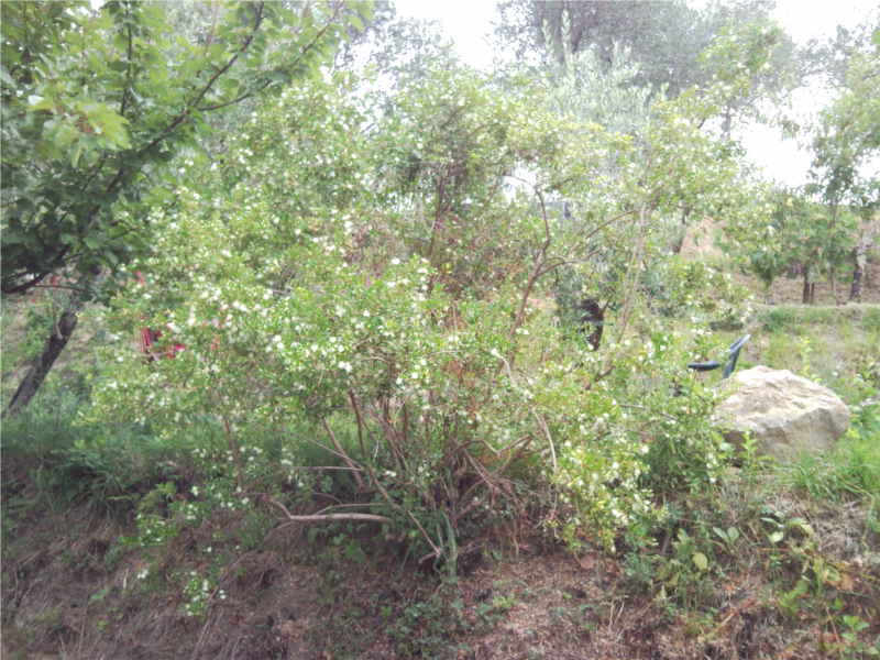 Sambucus_nigra.png