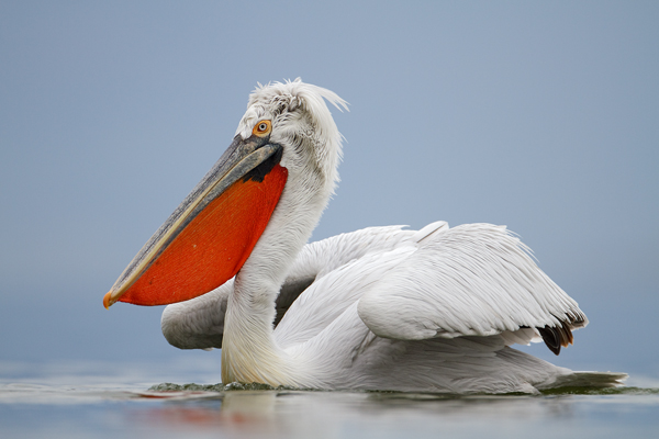 01.Pelecanus-crispus - Pellicano riccio.jpg