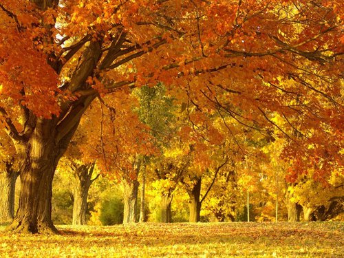 Bellissimo bosco di querce in autunno (dalla rete)