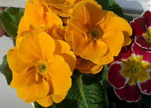 8 marzo arancione - auguri.jpg