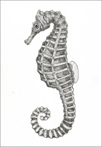 Hippocampus.jpg