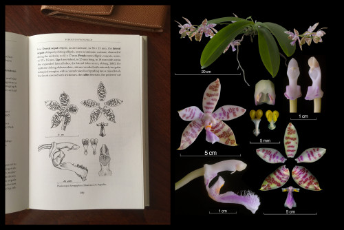 Phalaenopsis hieroglyohica botanical illustrations.jpg
